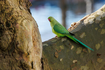 Une perruche à collier sur un arbre en face du canal de l'Ourcq à Paris