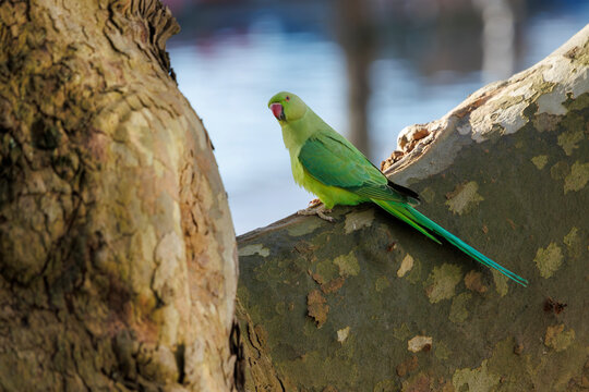 Une perruche &agrave; collier sur un arbre en face du canal de l'Ourcq &agrave; Paris