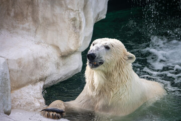 Tokyo, Japan, 31 October 2023: Polar bear swimming in zoo habitat.