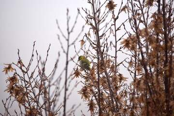 Green warbler bird