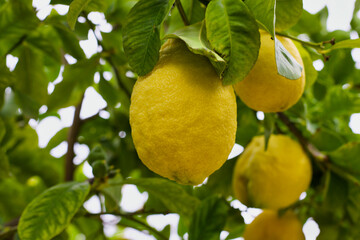 Lemons on a Tree, Lemons organically  grown in Cyprus for Health Benefits, Vitamin C, Heart Care, Antioxidants, Cooking