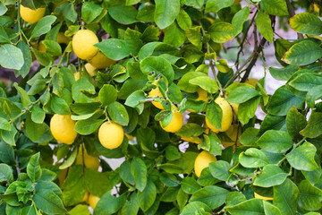 Lemons on a Tree, Lemons organically  grown in Cyprus for Health Benefits, Vitamin C, Heart Care, Antioxidants, Cooking