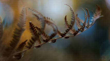 Fougères sauvages, aux teintes orangées à l'approche de l'automne, dans la forêt des Landes de...
