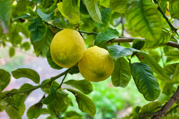 Lemons on a Tree, Lemons organically  grown in Cyprus for Health Benefits, Vitamin C, Heart Care, Antioxidants, Cooking