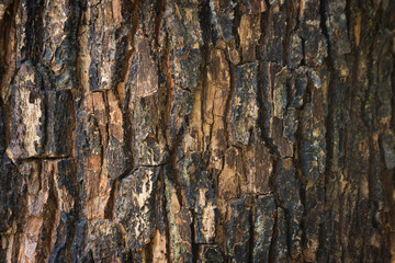 Bark pattern is seamless texture from tree. For background wood work
