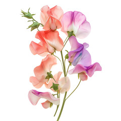 Fototapeta na wymiar Flowers of sweet pea, isolated on transparent background