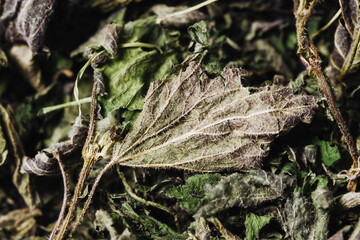 Dry nettle background. Nettle leaves texture. Dry herb tea background. Medicinal plant organic therapy. Closeup green nettle leaf. Alternative medicine texture.