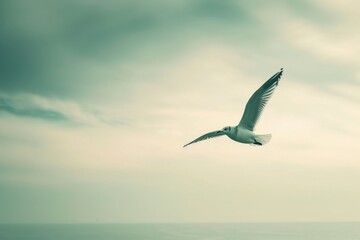 Naklejka premium A majestic seabird gracefully soars through the cloudy sky, its outstretched wings and sharp beak reflecting the beauty of nature's aquatic creatures