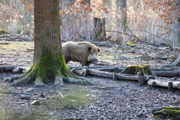 Wild boar (Sus scrofa) in the forest.