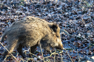 Wild boar (Sus scrofa) in the forest.
