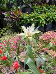 Blooming white bromelia flower or canistropsis billbergioides with green leaves background.