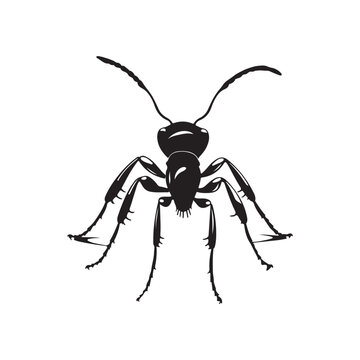 Ant Image Vector, Silhouette of a Ant