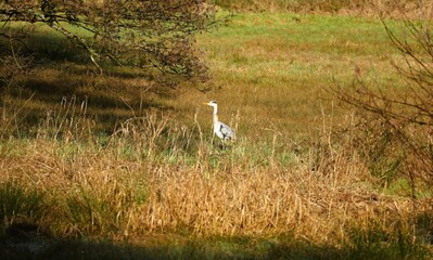 Forest landscape - Gray heron - Heron in the morning