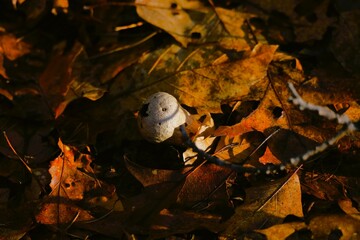 Forest landscape - forest mushroom