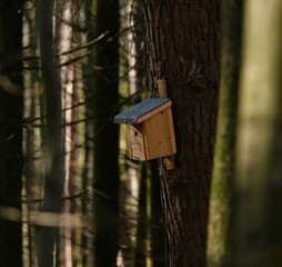 Forest birdhouse