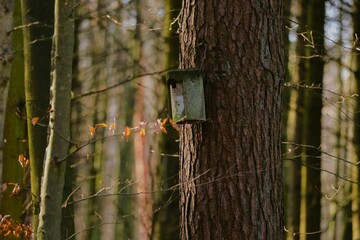 Forest birdhouse