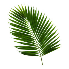 tropical green palm leaf on transparent background