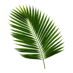 tropical green palm leaf on transparent background © Jo