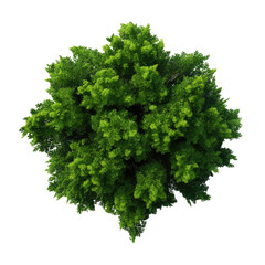 Fototapeta premium Top view Green Trees Isolated on transparent background