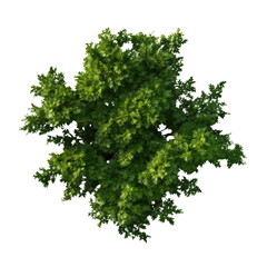Obraz premium Top view Green Trees Isolated on transparent background