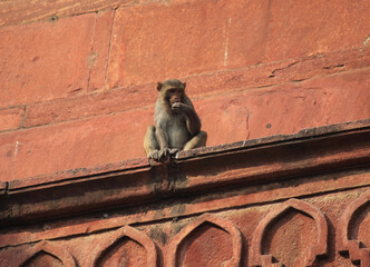 Agra's Red Fort - a historical fort, India