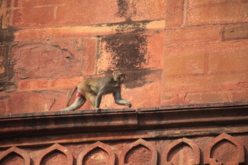 Agra's Red Fort - a historical fort, India