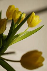 Sunny Elegance: A Bouquet of Yellow Tulips