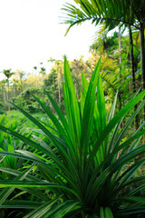 Pandan leaf grow in tropical forest