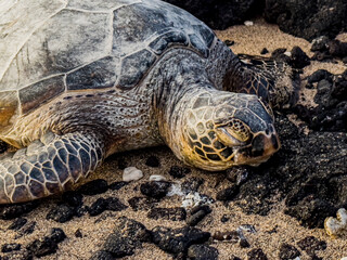Fototapeta premium Green sea turtle on beach in Hawaii.