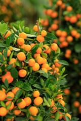 Potted oranges grow on tree for a happy chinese new year's decoration