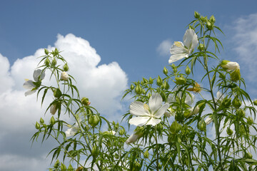 タイタンビカス