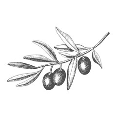 Hand drawn olive tree branch with olive fruit and leaves. Vintage botanical vector illustration isolated on white background. Engraved style. Botanical sketch in retro engraved style.