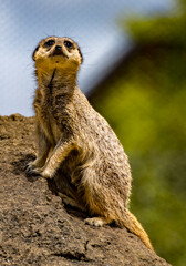 Fototapeta premium Meerkat keeps watch at New Zealand zoo.