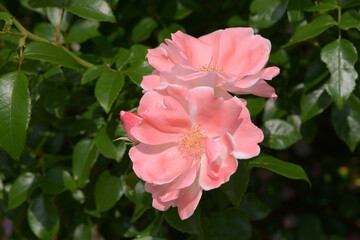 Obraz premium グレーテル バラの花