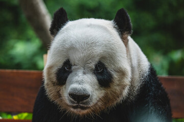 Male giant panda at Zoo Negara Malaysia