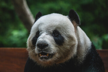 Male giant panda at Zoo Negara Malaysia