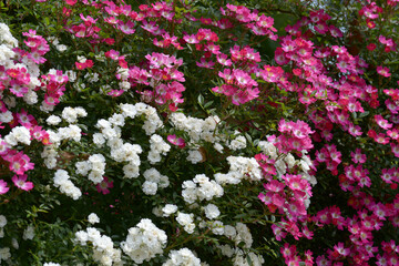 雪あかりと安曇野　バラの花
