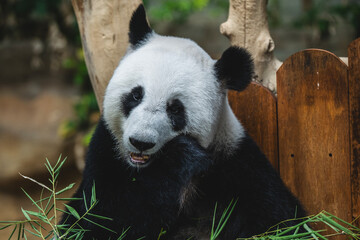Female giant panda eating bamboo at Zoo Negara Malaysia