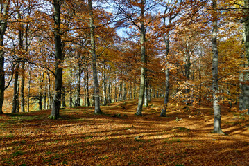 Autumn Colours within Edzell Forest along the River Walk, with a carpet of orange leaves underfoot...