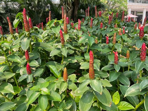 Beautiful red flowered costus spicatus or spiked spiralflag ginger or Indian head ginger plant in the morning sun in tropical climate