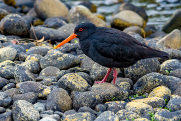 Variable oystercatcher among the rocks on the shore of a lagoon in New Zealand.