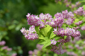 ベニバナウツギ