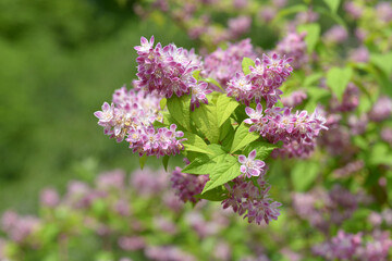 ベニバナウツギ