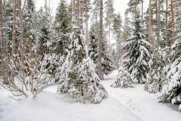 In the middle of a winter coniferous forest in the snow. A non-sunny day, bright, clean, white. North, fairy tale, Santa Claus, postcard.
