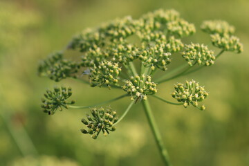 Angry dill seeds in the form of an umbrella on a blurred green background ripen in summer in the vegetable garden