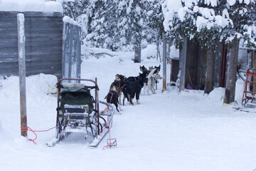 Sled dogs ready to race near Kiruna, Sweden