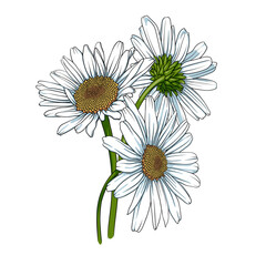 Bouquet of daisies on a white background. Vector illustration chamomile