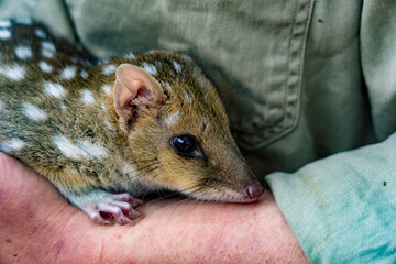 Baby orphan quoll are cared for by a volunteer in Tasmania, Australia.