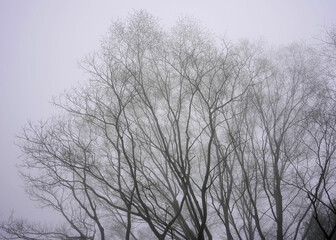 霧の中の林