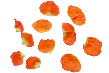 vivid orange color poppy flower petals collection. Flower petals collection for spring and floral design. 
